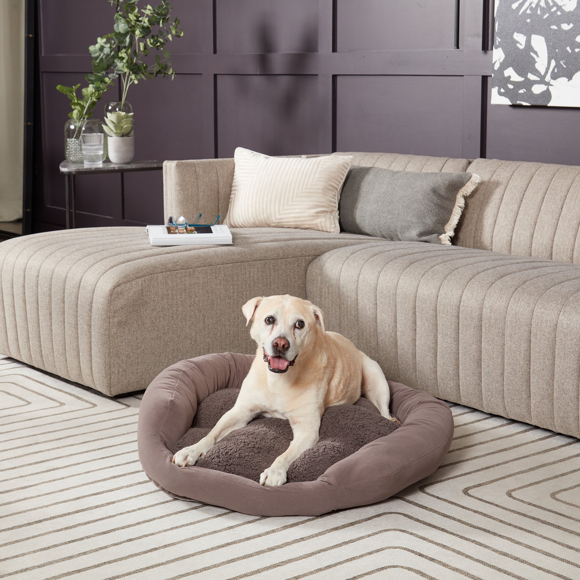 Large dog best sale murphy bed