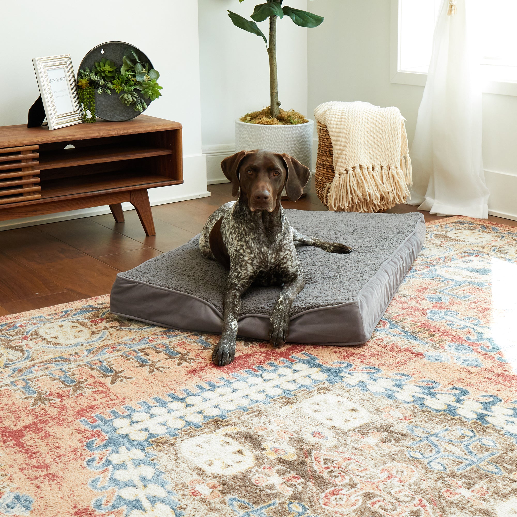 Happy hounds oscar outlet orthopedic dog bed